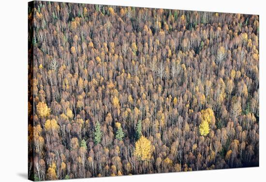 Sept Treeline-Dale MacMillan-Stretched Canvas