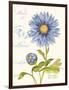 September Blue Aster-Ariane Sarah-Framed Art Print