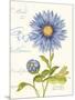 September Blue Aster-Ariane Sarah-Mounted Art Print