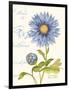 September Blue Aster-Ariane Sarah-Framed Art Print