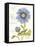 September Blue Aster-Ariane Sarah-Framed Stretched Canvas