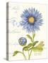 September Blue Aster-Ariane Sarah-Stretched Canvas