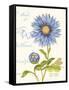 September Blue Aster-Ariane Sarah-Framed Stretched Canvas