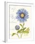 September Blue Aster-Ariane Sarah-Framed Art Print