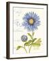 September Blue Aster-Ariane Sarah-Framed Art Print