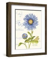 September Blue Aster-Ariane Sarah-Framed Art Print