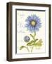 September Blue Aster-Ariane Sarah-Framed Art Print