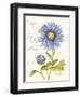 September Blue Aster-Ariane Sarah-Framed Art Print