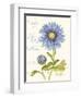 September Blue Aster-Ariane Sarah-Framed Art Print