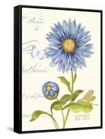 September Blue Aster-Ariane Sarah-Framed Stretched Canvas