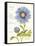 September Blue Aster-Ariane Sarah-Framed Stretched Canvas