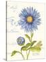 September Blue Aster-Ariane Sarah-Stretched Canvas