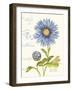 September Blue Aster-Ariane Sarah-Framed Art Print