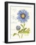 September Blue Aster-Ariane Sarah-Framed Art Print