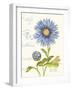 September Blue Aster-Ariane Sarah-Framed Art Print