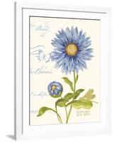 September Blue Aster-Ariane Sarah-Framed Art Print