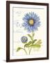 September Blue Aster-Ariane Sarah-Framed Art Print