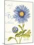 September Blue Aster-Ariane Sarah-Mounted Art Print