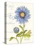 September Blue Aster-Ariane Sarah-Stretched Canvas