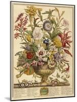 September, from 'Twelve Months of Flowers' by Robert Furber (C.1674-1756) Engraved by Henry Fletche-Pieter (after) Casteels-Mounted Giclee Print