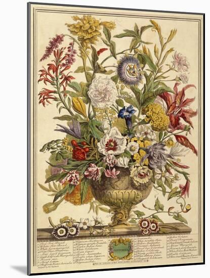 September, from 'Twelve Months of Flowers' by Robert Furber (C.1674-1756) Engraved by Henry Fletche-Pieter (after) Casteels-Mounted Giclee Print