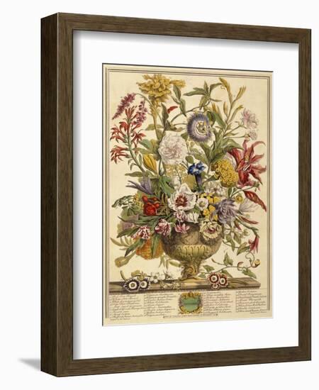 September, from 'Twelve Months of Flowers' by Robert Furber (C.1674-1756) Engraved by Henry Fletche-Pieter (after) Casteels-Framed Giclee Print