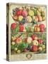 September, from "Twelve Months of Fruits", by Robert Furber, 1732-Pieter Casteels-Stretched Canvas