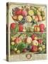 September, from "Twelve Months of Fruits", by Robert Furber, 1732-Pieter Casteels-Stretched Canvas