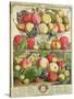 September, from "Twelve Months of Fruits", by Robert Furber, 1732-Pieter Casteels-Stretched Canvas