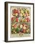 September, from "Twelve Months of Fruits", by Robert Furber, 1732-Pieter Casteels-Framed Giclee Print