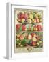 September, from "Twelve Months of Fruits", by Robert Furber, 1732-Pieter Casteels-Framed Giclee Print