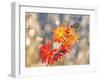 September Moments-Vajda Béci-Framed Photographic Print