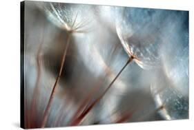 September-Ursula Abresch-Stretched Canvas