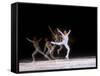 Sequence of Female Figure Skater in Action-null-Framed Stretched Canvas