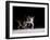 Sequence of Female Figure Skater in Action-null-Framed Premium Photographic Print