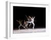 Sequence of Female Figure Skater in Action-null-Framed Premium Photographic Print