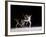 Sequence of Female Figure Skater in Action-null-Framed Photographic Print