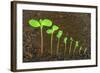 Sequence of Impatiens Balsamina Flower Growing Isolated Evolution Concept-brozova-Framed Photographic Print