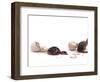 Sequence Showing an Ostrich {Struthio Camelus) Hatching-Jane Burton-Framed Premium Photographic Print