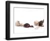 Sequence Showing an Ostrich {Struthio Camelus) Hatching-Jane Burton-Framed Premium Photographic Print