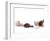 Sequence Showing an Ostrich {Struthio Camelus) Hatching-Jane Burton-Framed Premium Photographic Print