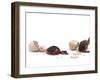 Sequence Showing an Ostrich {Struthio Camelus) Hatching-Jane Burton-Framed Photographic Print