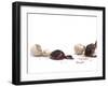 Sequence Showing an Ostrich {Struthio Camelus) Hatching-Jane Burton-Framed Photographic Print