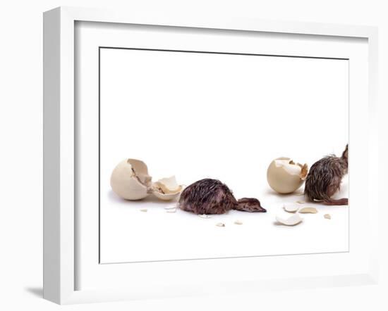 Sequence Showing an Ostrich {Struthio Camelus) Hatching-Jane Burton-Framed Photographic Print