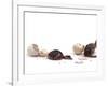 Sequence Showing an Ostrich {Struthio Camelus) Hatching-Jane Burton-Framed Photographic Print