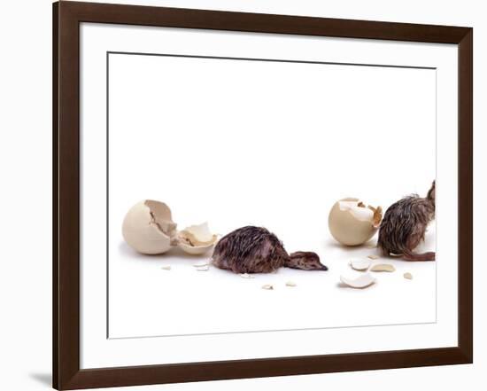 Sequence Showing an Ostrich {Struthio Camelus) Hatching-Jane Burton-Framed Photographic Print