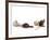 Sequence Showing an Ostrich {Struthio Camelus) Hatching-Jane Burton-Framed Photographic Print