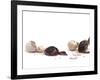 Sequence Showing an Ostrich {Struthio Camelus) Hatching-Jane Burton-Framed Photographic Print