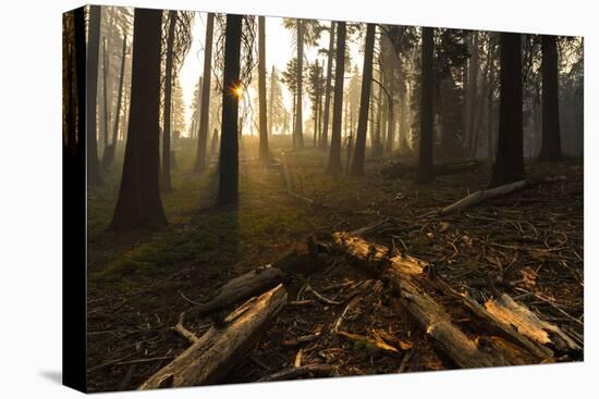 Sequoia and King's Canyon National Park, California-Marco Isler-Stretched Canvas