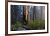 Sequoia and King's Canyon National Park, California-Marco Isler-Framed Photographic Print